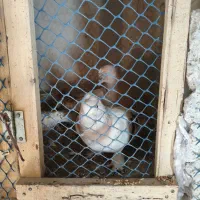 کبوتر ترکیه