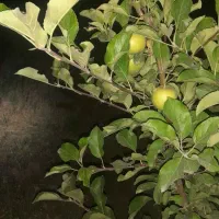 باغ در روستای هندور|فروش خانه و ویلا|ماکو, |دیوار