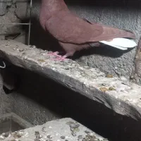 کفتر باشت