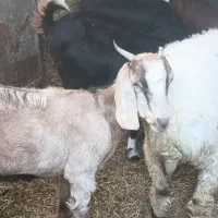 بز تروشت بایک پلات|حیوانات مزرعه|ایرانشهر, |دیوار