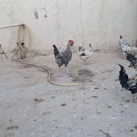 خروش گلین|حیوانات مزرعه|قم, مهدیه|دیوار