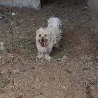 سگ پا کوتا