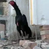 اوشامو گردن ویبره هندی نوک طوطی دم تاووسی|حیوانات مزرعه|بهارستان, |دیوار