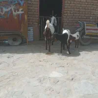 بز بره میش قوچ کاور