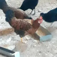 مرغ|حیوانات مزرعه|گچی, |دیوار