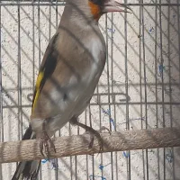 معاوضه با پرنده