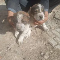 توله ها با سگ فروشیه