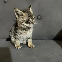 واگذاری بچه گربه|گربه|کرج, فاز ۳ گوهردشت|دیوار