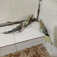 جوجه عروس هلندی|پرنده|بندر گناوه, |دیوار