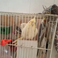 پرنده زینتی|پرنده|شیروان (خراسان), |دیوار