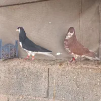 پرنده|پرنده|شیراز, شهرک بهار|دیوار