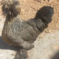 مرغ تخم گذار سلطان