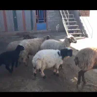 میش و بره داشتی