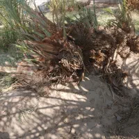 پاجوش درشت خوب مضافتی