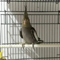 عروس هلندی جوانه|پرنده|زاهدان, |دیوار