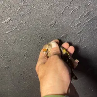 سهره رسمی دهن دار|پرنده|گرگان, |دیوار