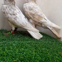 سار هفت‌ رنگ طلایی