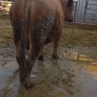 گاوگوشتی.وشیری|حیوانات مزرعه|معصومیه, |دیوار