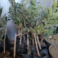 انواع نهال مرکبات و مغزها با ضمانت رشد