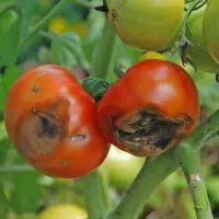 میوه