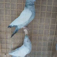 کبوتر سینه سبز|پرنده|شیراز, تحویلی|دیوار