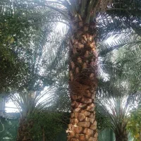 نیروی کار کارگری و خدمات