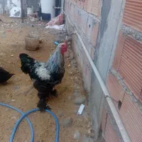 یه جفت برهما بیگ سایز سر حال مرغ تخمگذار