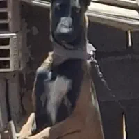 گمشده