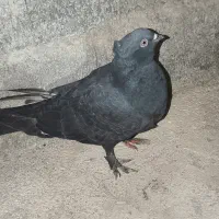 کبوتر زاغ|پرنده|دهدشت, |دیوار