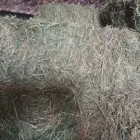 یونجه چین اول