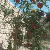 معاوضه زمین کشاورزی و باغچه باآپارتمان|فروش دفتر صنعتی، کشاورزی، تجاری|جوادآباد, |دیوار