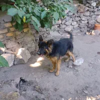 سگ ژرمن|سگ|بم, |دیوار