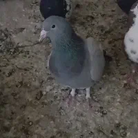 مینا سبز نر