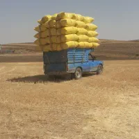 کاه ریز سفید تحویل در محل شما