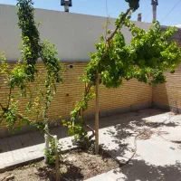 منزل ویلایی واقع در کوچه 8