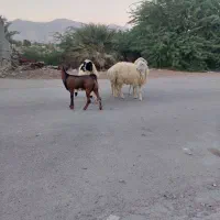 ۳ عدد بره نر|حیوانات مزرعه|فین, |دیوار