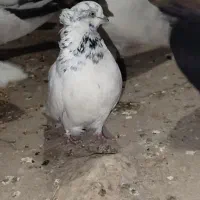 کفتر قره دیمدیح کاکلی