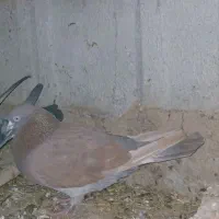 نر انگلیسی|پرنده|ثمرین, |دیوار