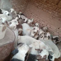 بره جفتی ۸۰|حیوانات مزرعه|سیدان, |دیوار