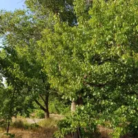 باغ-سند-دار-1500متر