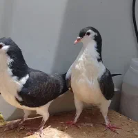 جوجه کبوتر