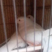 کفتر|پرنده|قم, هفت تیر|دیوار