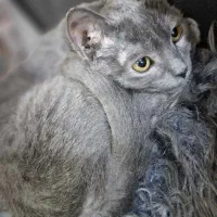 اسکاتیش انفولد