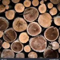 خریدار انواع درخت|خدمات باغبانی و درختکاری|چمستان, |دیوار