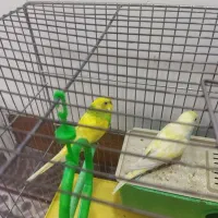 مرغ عشق نر و ماده جفت