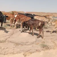 گوساله بومی