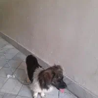 سگ پا‌کوتاه