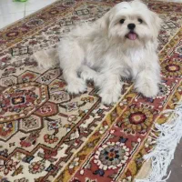 واگذاری سگ شیتزو