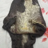 خیگ|صنایع دستی و سایر لوازم تزئینی|مسجد سلیمان, |دیوار