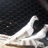 کفتر